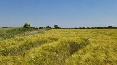 Rüzgarda hareket eden tarım ekinleri ve buğday tarlalarına yaz manzarası