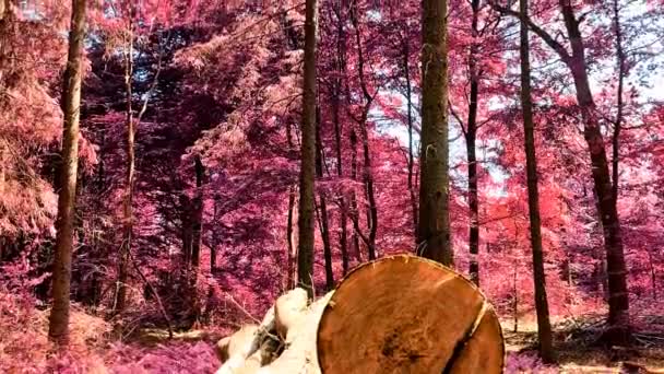 Vue infrarouge rose et violet dans une belle forêt — Video