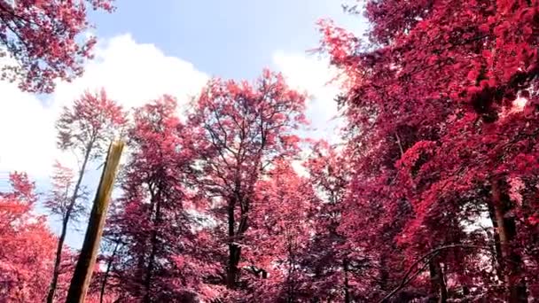 Vue infrarouge rose et violet dans une belle forêt — Video