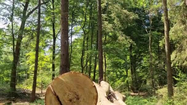 Hermosa Vista Denso Bosque Verde Con Luz Solar Brillante Que — Vídeos de Stock