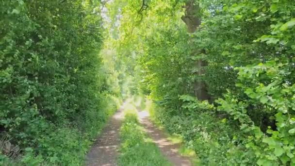 緑の森への小路 — ストック動画