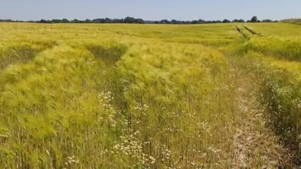 Letní Pohled Zemědělské Plodiny Pšeničná Pole Pohybující Větru — Stock video