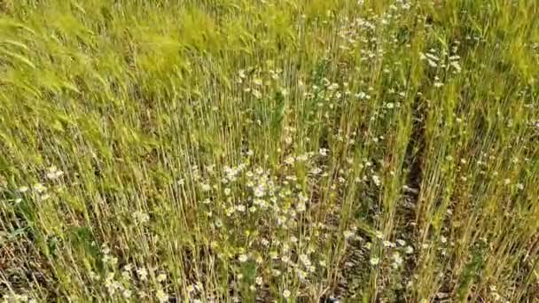 Vista Verano Sobre Los Cultivos Agrícolas Los Campos Trigo Que — Vídeo de stock