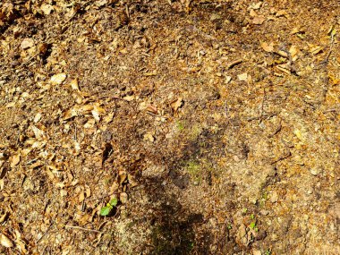 Avrupa ormanlarında bulunan yosun ve dallarla bir orman zeminine yakından bakmak.