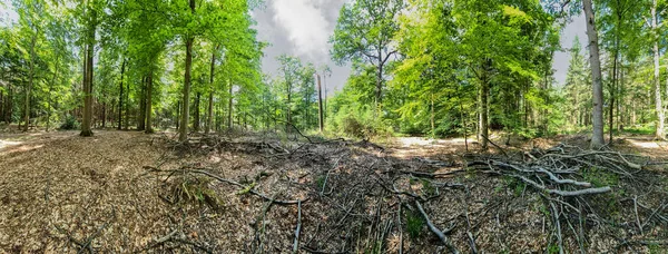 Panorama Vacker Utsikt Tät Grön Skog Med Starkt Solljus Kasta — Stockfoto