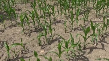 Tarımsal bir alandaki ekin fidelerine perspektif açısından bak