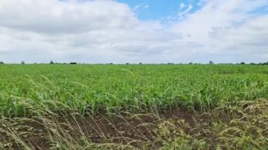 Tarımsal bir alandaki ekin fidelerine perspektif açısından bak
