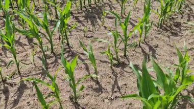 Tarımsal bir alandaki ekin fidelerine perspektif açısından bak