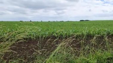 Tarımsal bir alandaki ekin fidelerine perspektif açısından bak