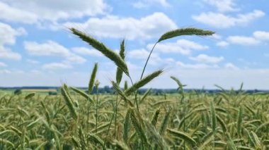 Tarım ekinleri ve buğday tarlaları hasat için hazır..