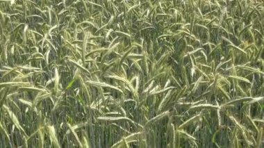 Hızlı hareket eden bulutlar ve mavi gökyüzü ile tarım mahsulleri ve buğday tarlalarına hiper sapma