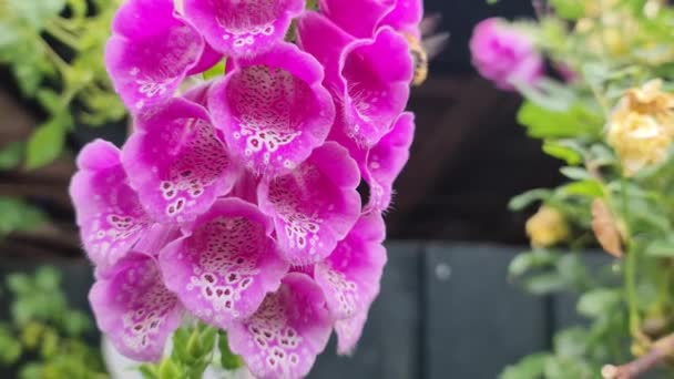 Hummeln Auf Schönen Digitalis Blühen Aus Nächster Nähe Rosa Farbe — Stockvideo