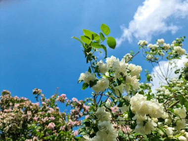 İlkbaharda mavi gökyüzüne karşı beyaz çiçeklerdeki güzel ağaçlar