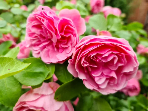 Selektiver Fokus Aus Rosafarbenen Rosenblüten Einem Rosengarten Mit Weichem Hintergrund — Stockfoto