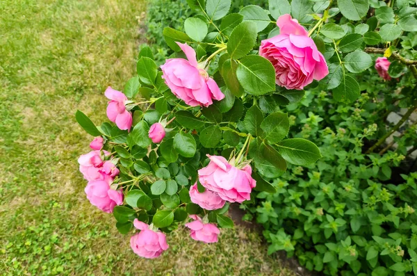 柔らかい焦点の背景を持つバラの庭でピンクのバラの花の選択的な焦点 — ストック写真