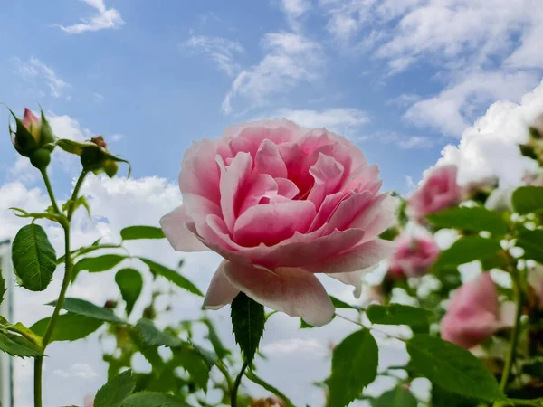 Selektiver Fokus Aus Rosafarbenen Rosenblüten Rosengarten Vor Blauem Himmel — Stockfoto