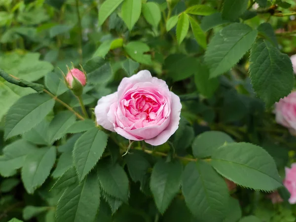 具有柔和焦点背景的玫瑰园中粉色玫瑰花朵的选择性聚焦 — 图库照片