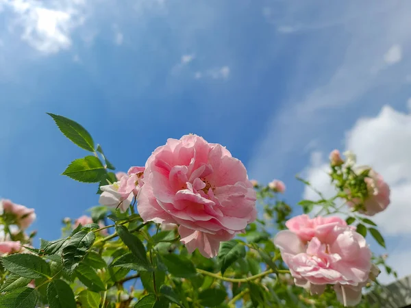 Selektiver Fokus Aus Rosafarbenen Rosenblüten Rosengarten Vor Blauem Himmel — Stockfoto