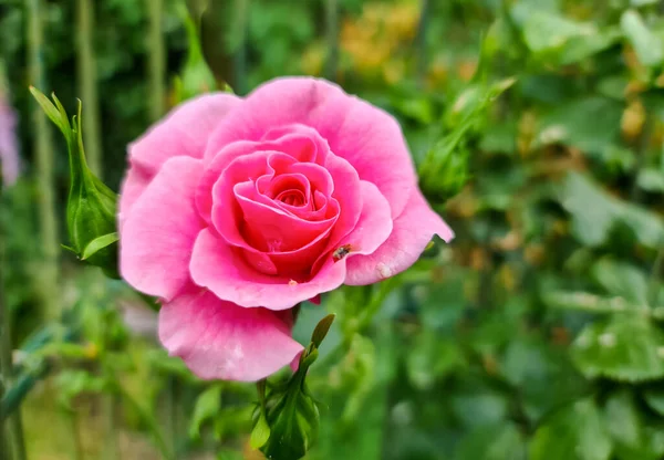 Selektiver Fokus Aus Rosafarbenen Rosenblüten Einem Rosengarten Mit Weichem Hintergrund — Stockfoto