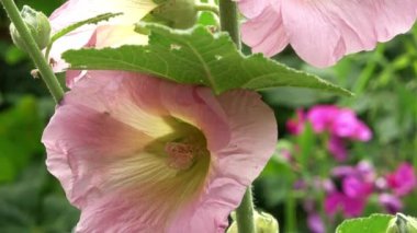 Renkli bir çiçek. Çiçekler taze ve yeşil bir arkaplanı kaplar.