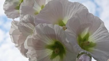 Renkli çiçek. Çiçekler gökyüzü arkaplanına karşı kapanıyor.