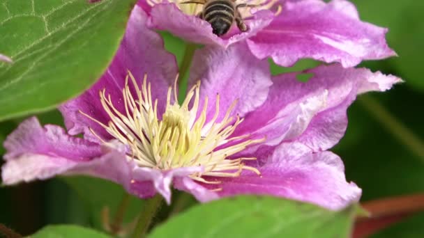 Bijen Een Roze Bloem Zoek Naar Honing — Stockvideo