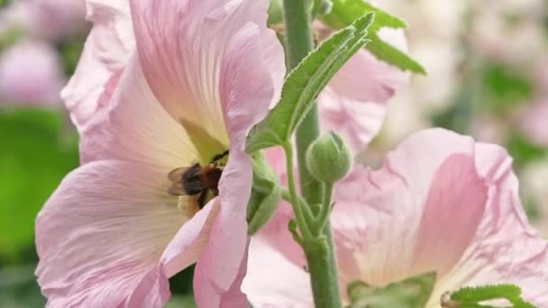 Hommel Zoek Naar Honing Een Kleurrijke Bloem Stockrozen — Stockvideo