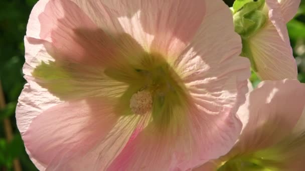 Barevné Květiny Stockroses Zavřít Svěžím Zeleném Pozadí — Stock video