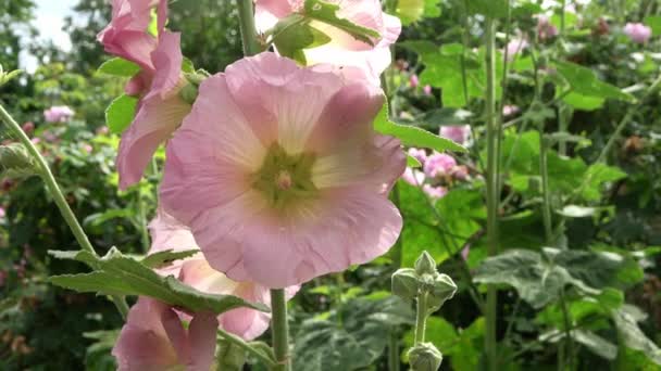 Барвисті Квітки Stockroses Закриваються Свіжому Зеленому Фоні — стокове відео