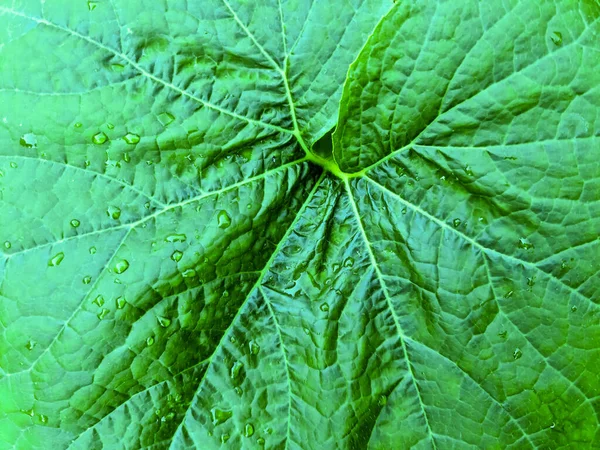 Verse Regendruppels Close Zicht Groene Plantenbladeren — Stockfoto
