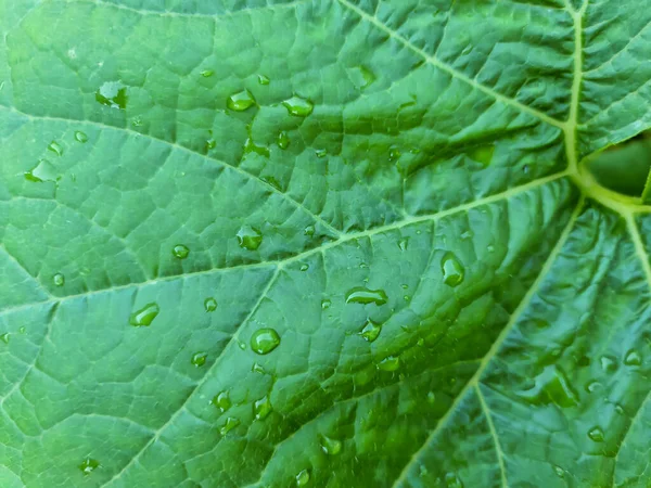 Gocce Pioggia Fresca Vista Vicino Sulle Foglie Piante Verdi — Foto Stock