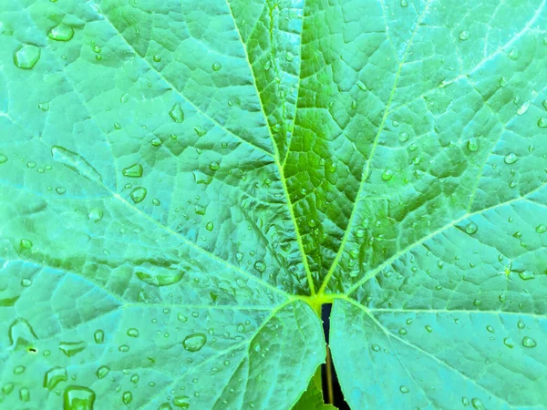 Gouttes Pluie Fraîches Vue Rapprochée Sur Les Feuilles Plantes Vertes — Photo