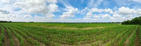 Piękna Panorama Wysokiej Rozdzielczości Krajobrazu Północnej Europy Polami Zieloną Trawą — Zdjęcie stockowe