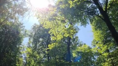 Yoğun yeşil bir ormana güzel bir manzara. Parlak güneş ışığı, derin gölgeler bırakıyor..