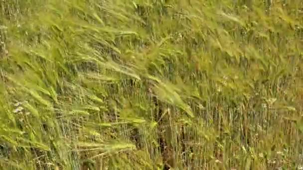 Vista Verão Sobre Culturas Agrícolas Campos Trigo Que Movem Vento — Vídeo de Stock