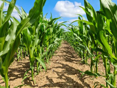 Tarımsal bir tarladaki mahsul tohumlarına mavi gökyüzü arkaplanlı perspektif görünümlü bir bakış açısıyla bak