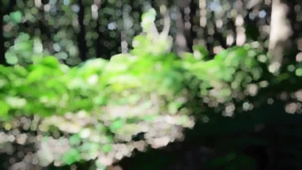 Blurred soft focus background of trees at a forest. Abstract concept with bokeh and light. — Stock Video