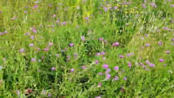 Bir Sürü Renkli Çiçekli Güzel Çayır Rüzgarda Yavaşça Hareket Ediyor — Stok video