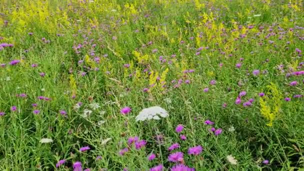 風にゆっくりと動く色とりどりの花々の美しい牧草地 — ストック動画