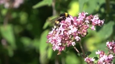 Yazın çayırlarda güzel çiçekler, arılar ve yaban arıları gibi böceklerle