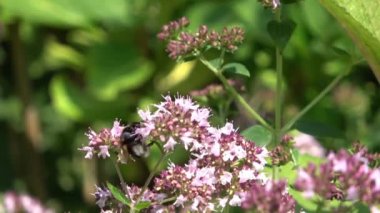 Yazın çayırlarda güzel çiçekler, arılar ve yaban arıları gibi böceklerle