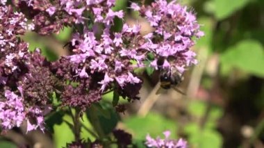 Yazın çayırlarda güzel çiçekler, arılar ve yaban arıları gibi böceklerle
