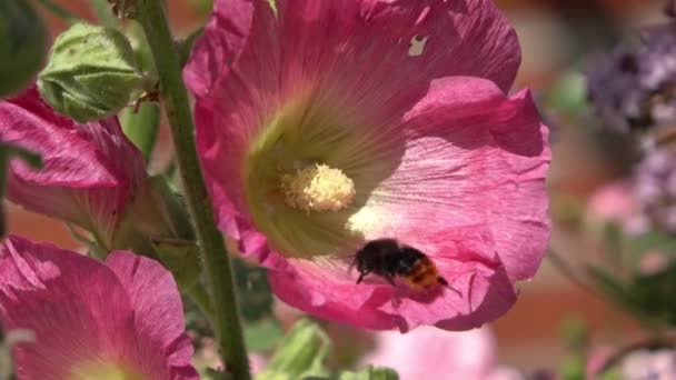 Krásné Květiny Louce Létě Hmyzem Jako Včely Čmelák — Stock video