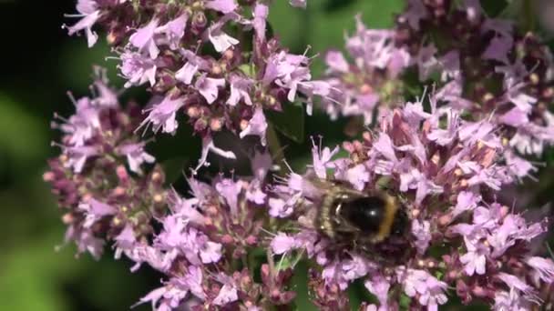 草地上美丽的花朵 长着蜜蜂和大黄蜂等昆虫 — 图库视频影像