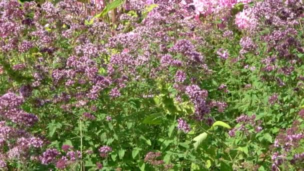 Prachtige Bloemen Een Weiland Zomer Met Insecten Zoals Bijen Hommels — Stockvideo
