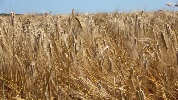 Mooie Oren Van Rogge Tarwe Bewegen Langzaam Wind Een Zonnige — Stockvideo