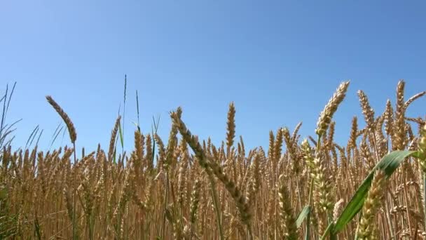 Krásné Uši Žita Pšenice Pomalu Pohybují Větru Slunečného Dne — Stock video