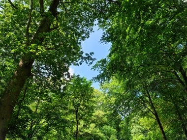 Yoğun yeşil bir ormana güzel bir manzara. Parlak güneş ışığı, derin gölgeler bırakıyor..