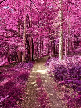 Kırsal bir manzaranın güzel pembe ve mor kızılötesi manzarası mavi gökyüzü.