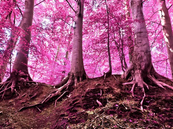 Prachtig Roze Paars Infrarood Panorama Van Een Landschap Met Een — Stockfoto